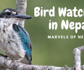 Bird Watching in Nepal