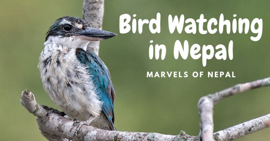 Bird Watching in Nepal